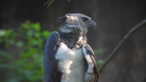 Captive-Harpy-Eagle-in-French-Guiana-zoo,-side-view,-close-up